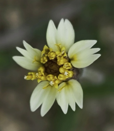 Tridax Daisy