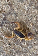 Centruroides fulvipes