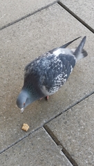 Columba livia