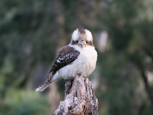 Laughing Kookaburra