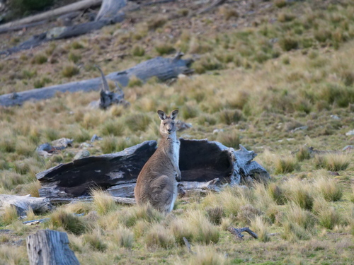 Eastern Grey Kangaroo