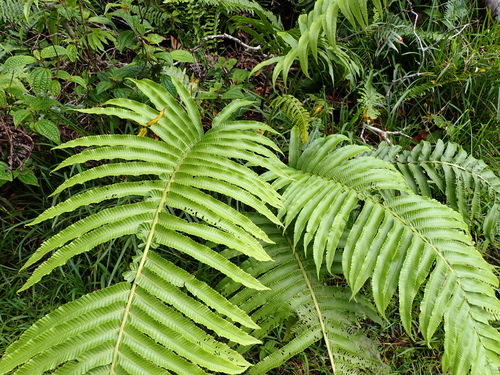Menisciopsis cyatheoides observed 2026-08-05