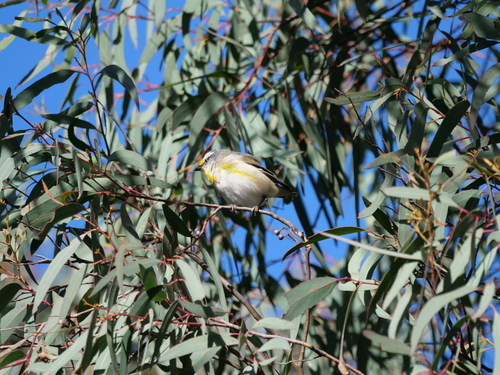 Striated Pardalote