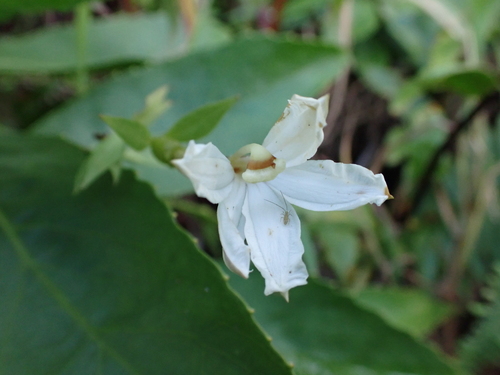 Scaevola chamissoniana observed 2026-08-05
