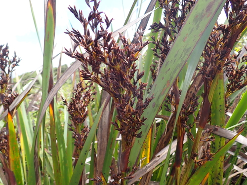 Machaerina angustifolia observed 2026-08-05