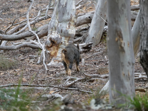 Wild Boar