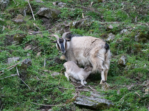 Domestic Goat