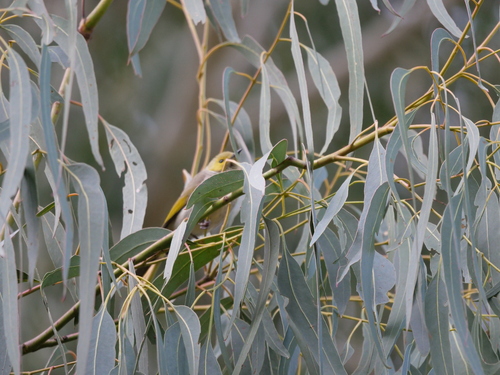 White-plumed Honeyeater