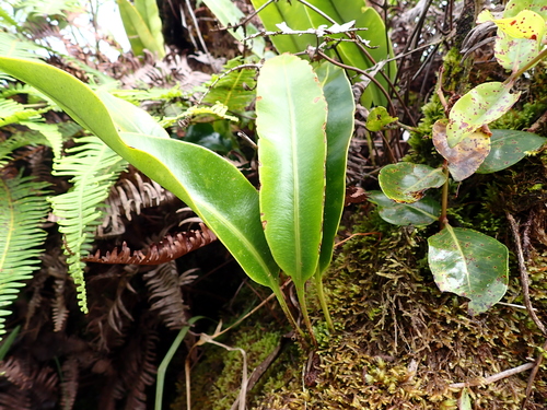 Elaphoglossum crassifolium observed 2026-08-05