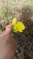 Oenothera berlandieri