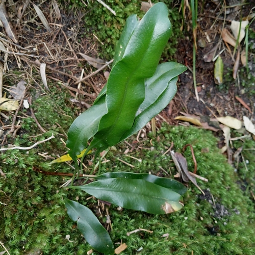 Elaphoglossum latifolium observed 2026-08-06