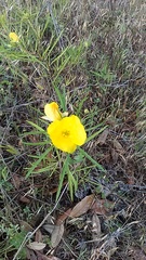 Oenothera berlandieri