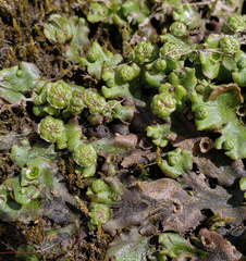 Marchantia polymorpha montivagans