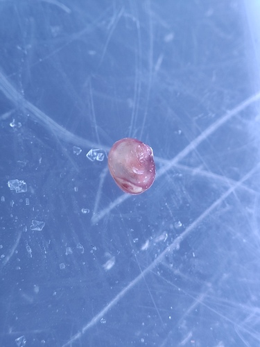 Lasaea rubra observed 2026-08-05