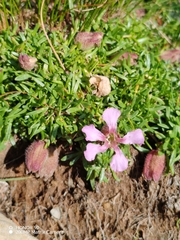Saponaria pumila, photograph (c) Ljaž, some rights reserved (CC BY)
