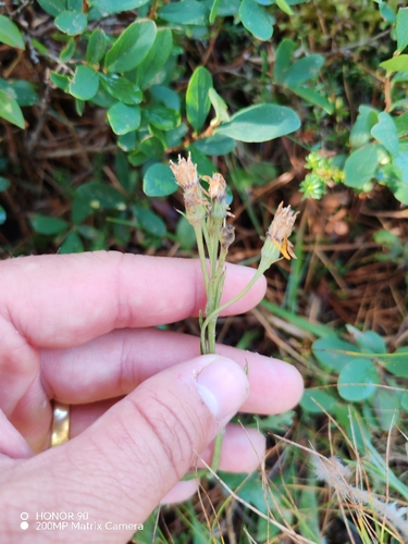 Jacobaea carniolica, photograph 2