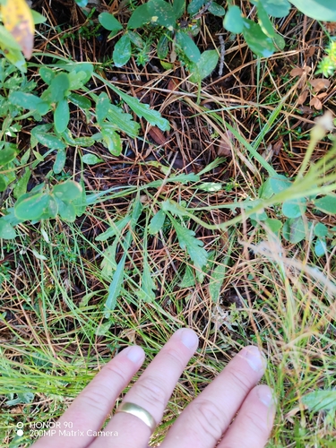 Jacobaea carniolica, photograph 3