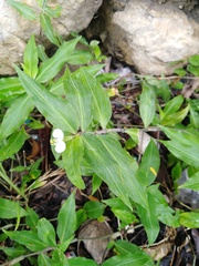 Commelina