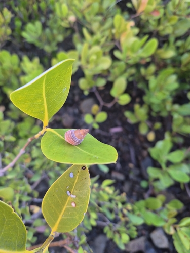 Thin Periwinkle