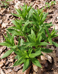 Lithospermum latifolium