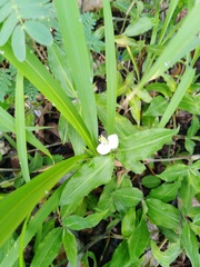 Commelina