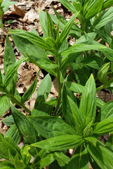 Lithospermum latifolium