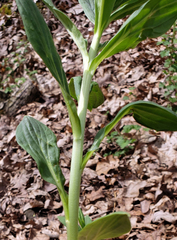 Lithospermum latifolium
