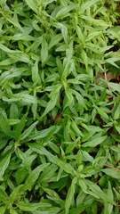 Magnoliopsida