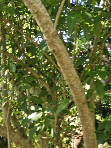 Bravaisia integerrima