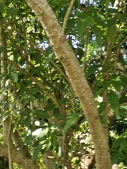 Bravaisia integerrima