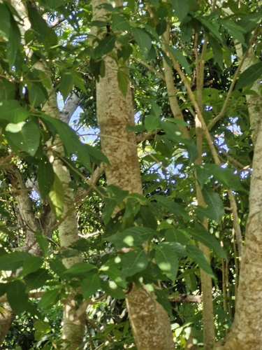 Bravaisia integerrima, photograph 2