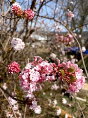 Viburnum carlesii