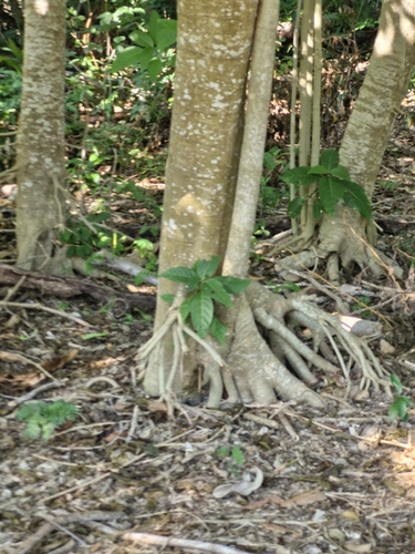 Bravaisia integerrima, photograph 4