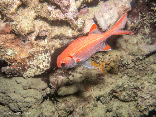 Myripristis pralinia observed 2025-09-26