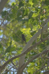 Empidonax difficilis