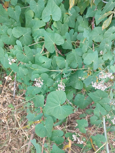 Stranglewort
