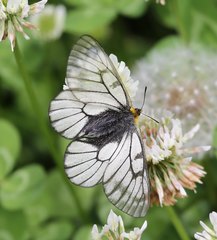 Parnassius glacialis