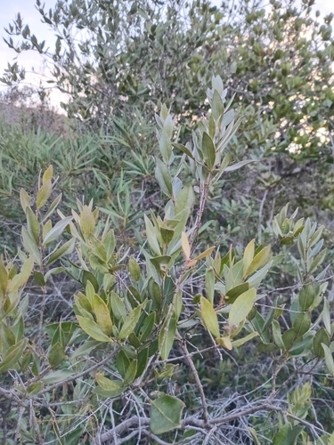 Cloezia artensis observed 2026-08-06