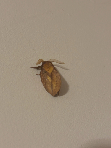 Drinker Moth