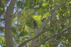 Empidonax difficilis