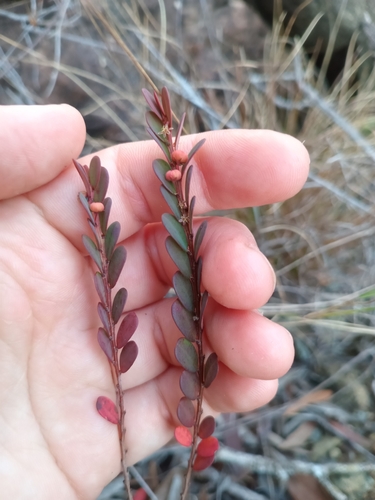Phyllanthus chrysanthus observed 2026-08-06