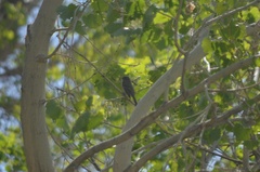 Empidonax difficilis