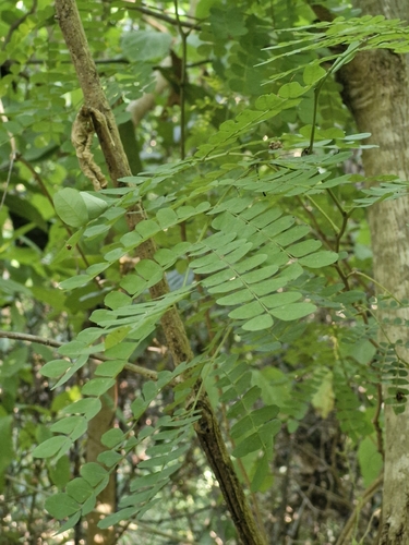 Pityrocarpa obliqua, 2026-07-31