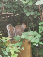 Sciurus carolinensis