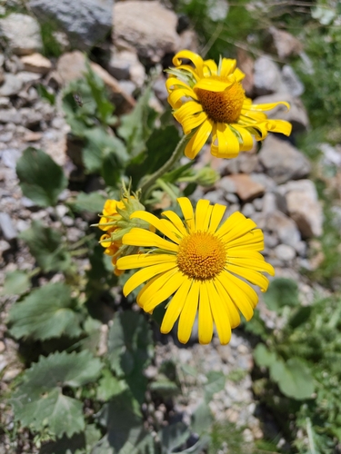 Doronicum grandiflorum, photograph 6