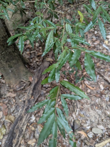 Small-leaved plane