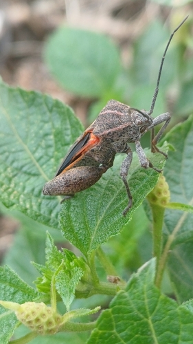 sweet potato bug