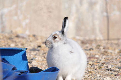 Arctic Hare