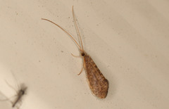 Tasiagma
