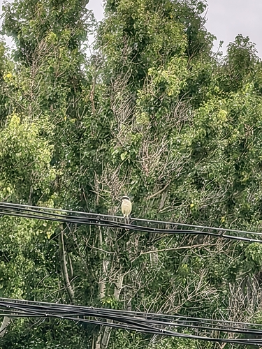 Grey-backed Shrike